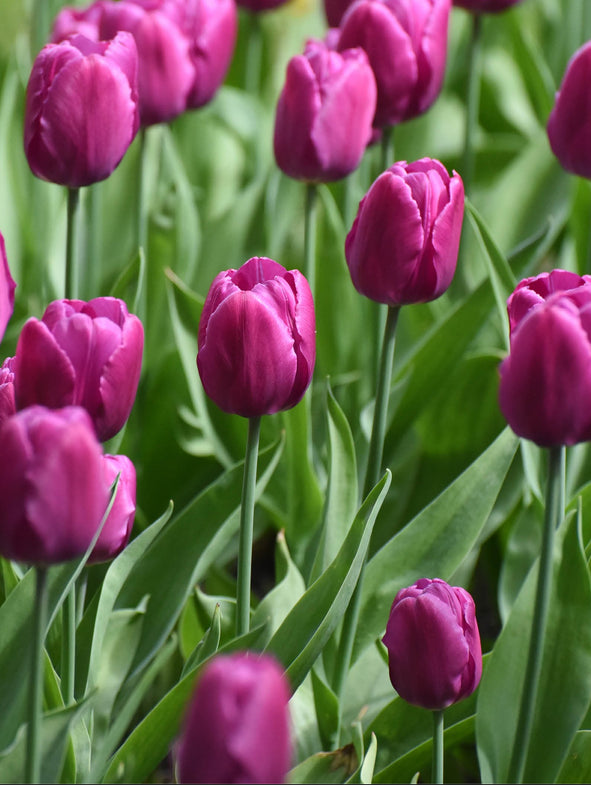 How to grow and care for Tulips